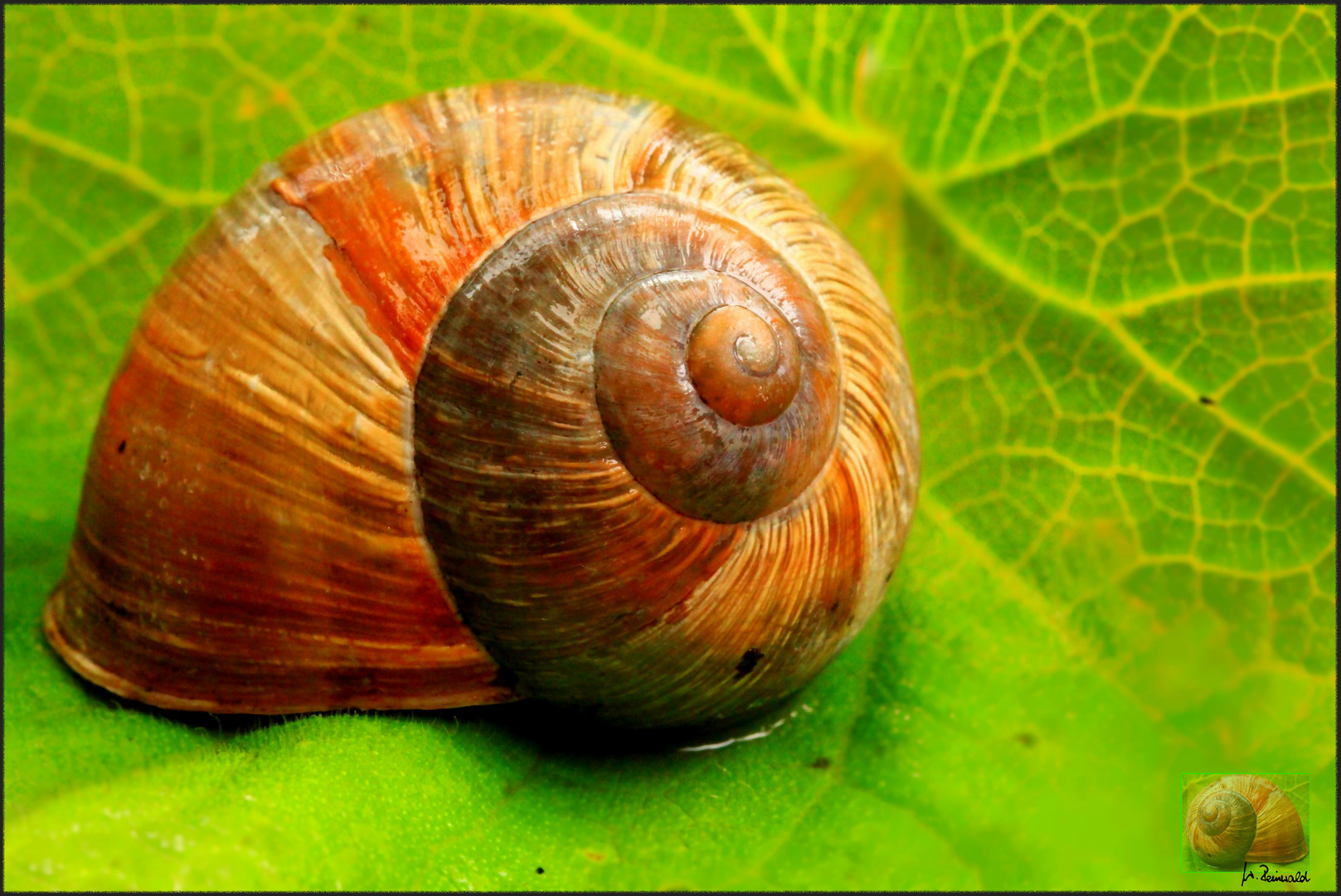 Schneckenhaus Foto & Bild tiere, wildlife, schnecken & muscheln Bilder auf