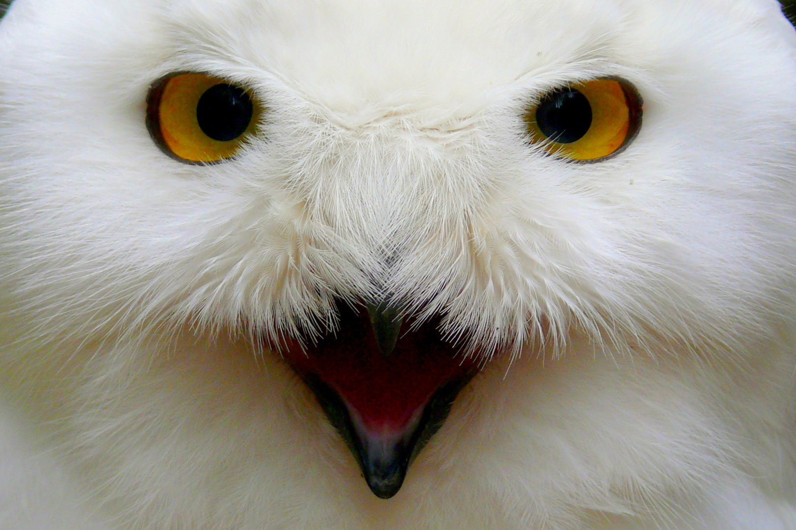 Schnee-Eule Foto &amp; Bild | tiere, zoo, wildpark &amp; falknerei, vögel