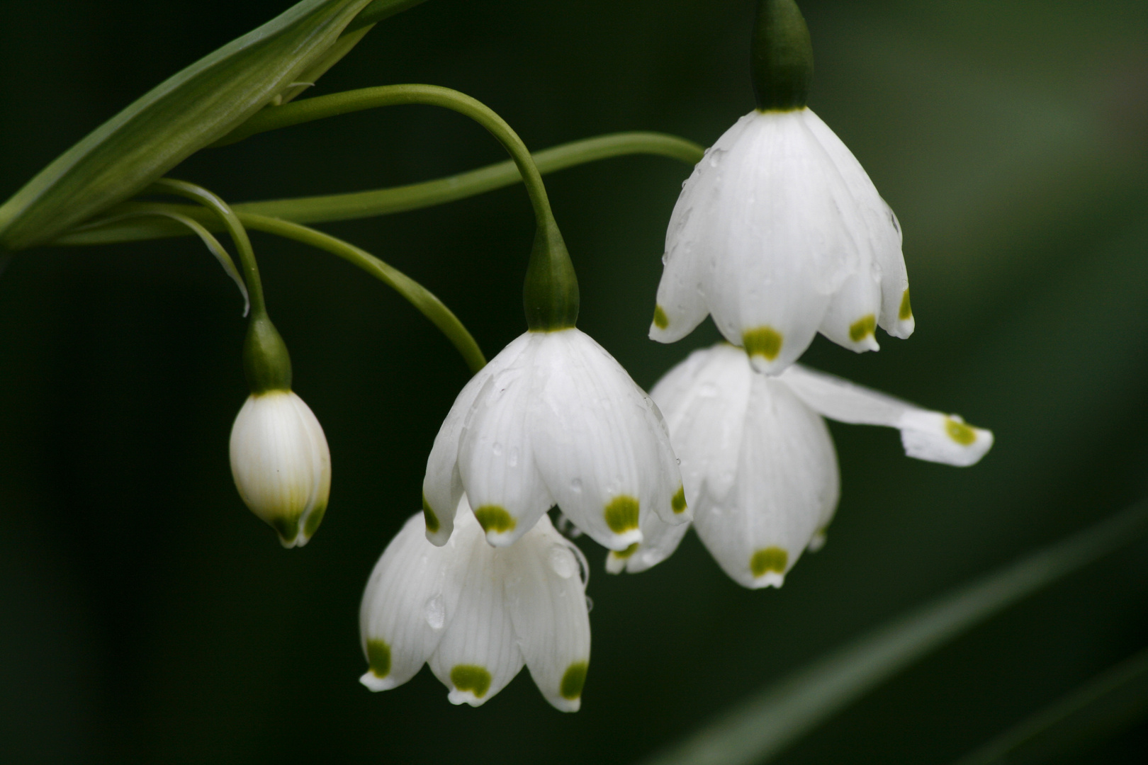Schneeglöckchen Foto & Bild pflanzen, pilze & flechten, blüten