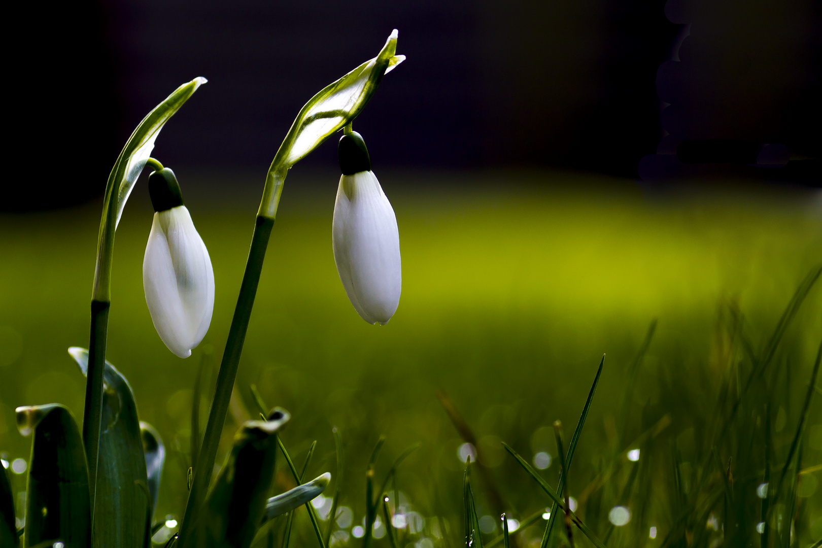 Schneeglöckchen im Februar Foto & Bild pflanzen, pilze & flechten
