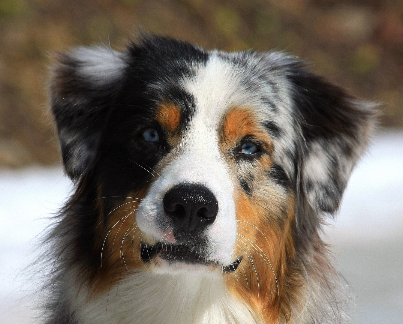 schöne Augen&hellip;. Foto &amp; Bild Natur, Hunde, Tiere Bilder auf