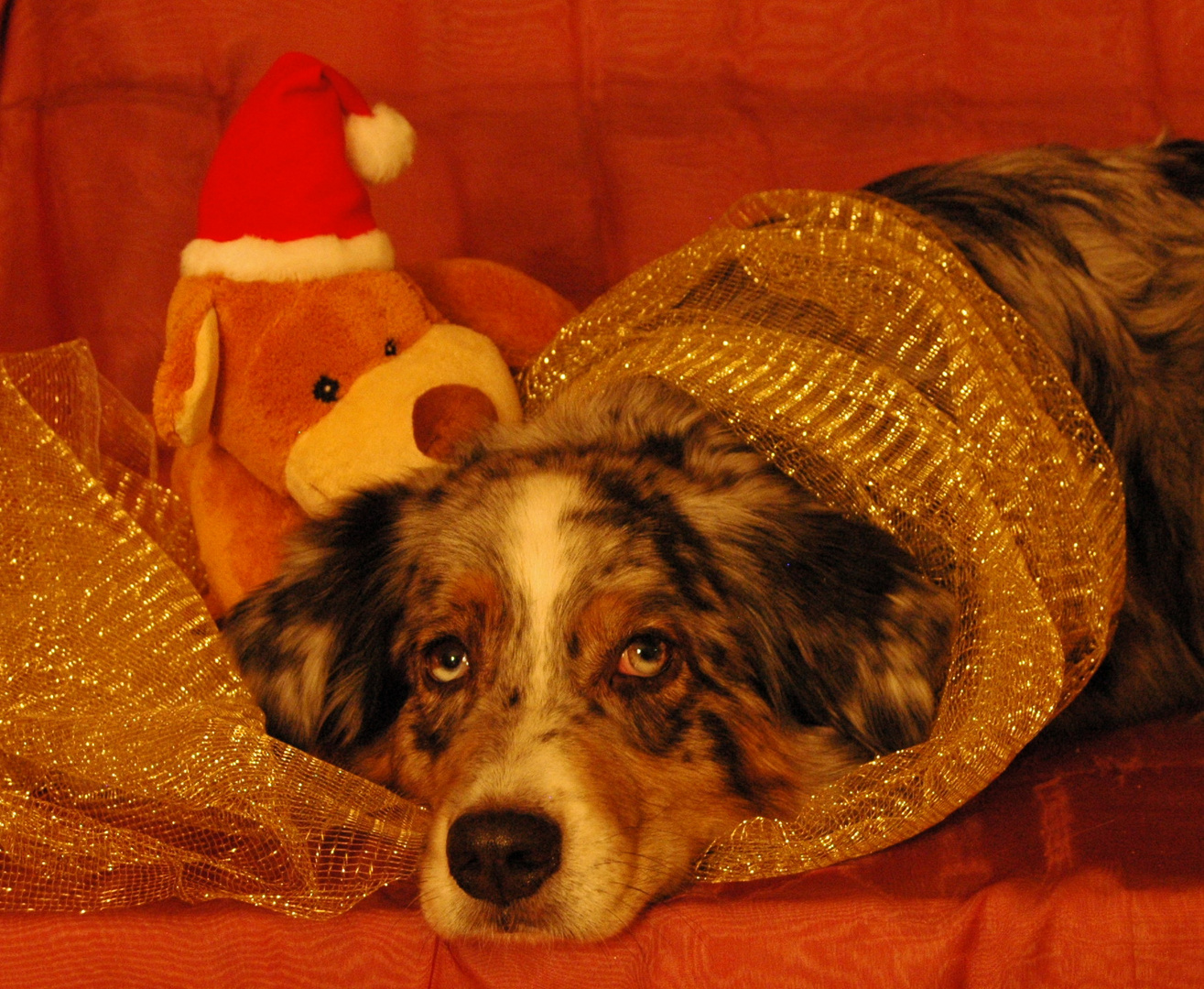 schönen 3. Advent Foto &amp; Bild tiere, haustiere, hunde Bilder auf