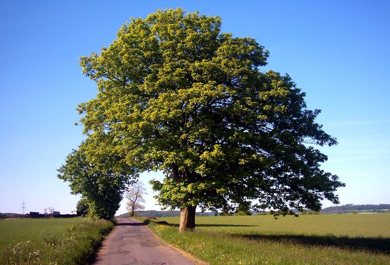 Schöner Baum Foto & Bild | landschaft, Äcker, felder & wiesen, natur ...