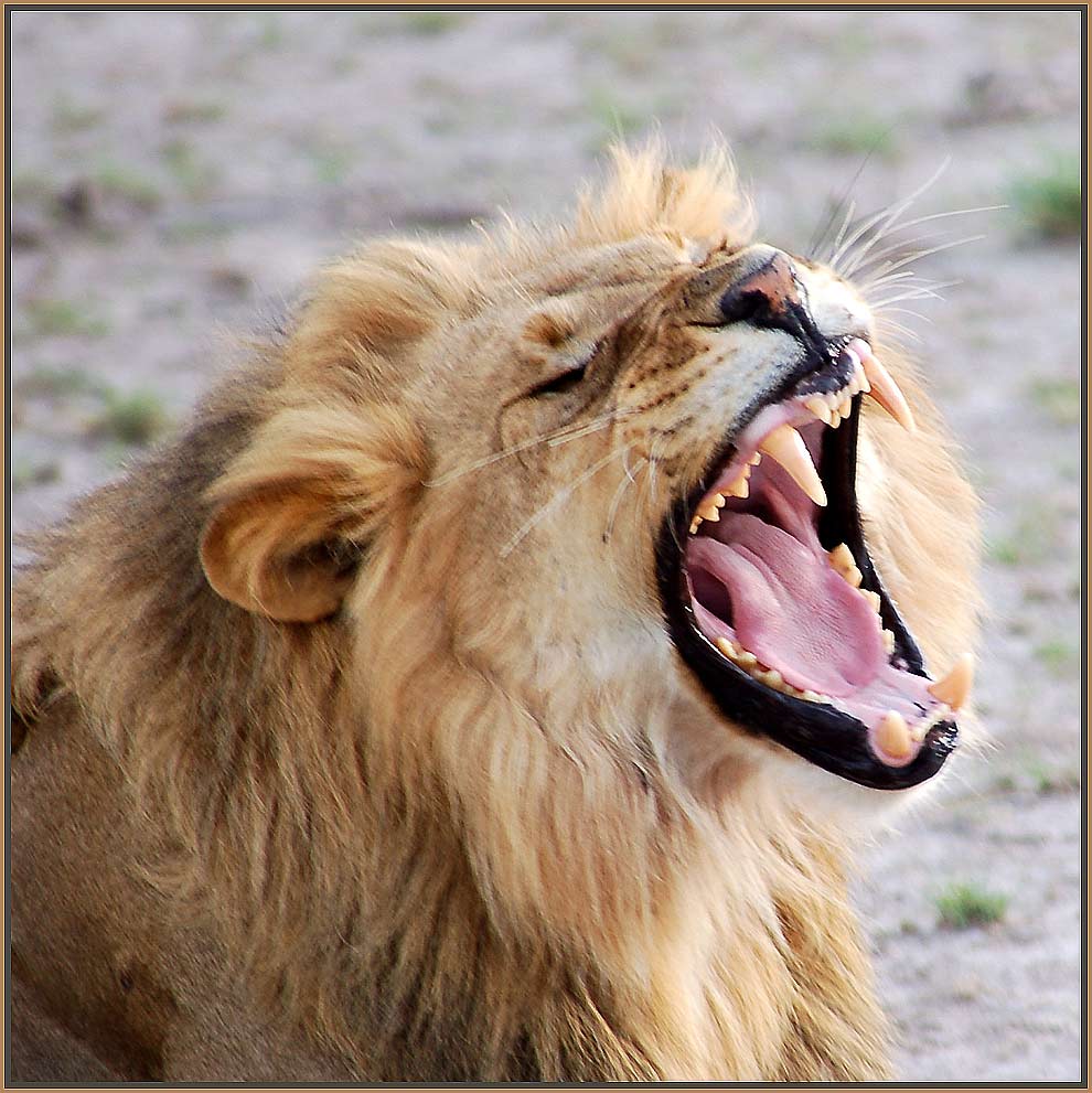 Schrei der Kalahari Foto & Bild africa, southern africa, botswana