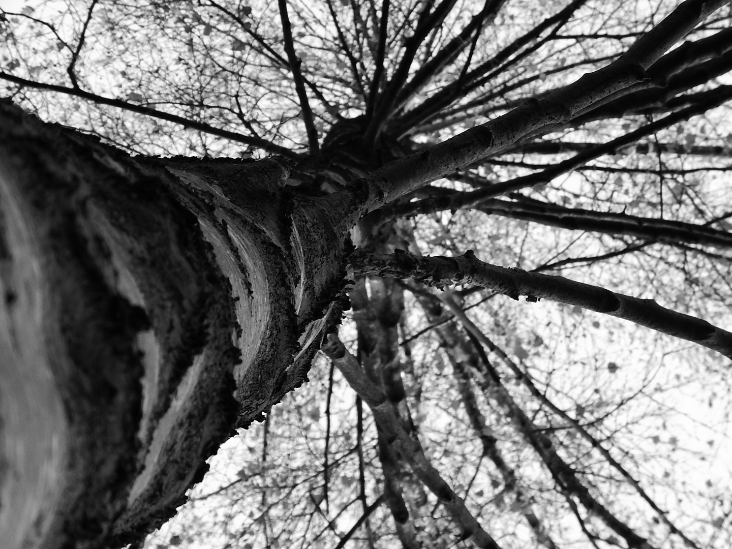 Schwarz Weiß Baum :-D Foto & Bild | pflanzen, pilze & flechten, bäume