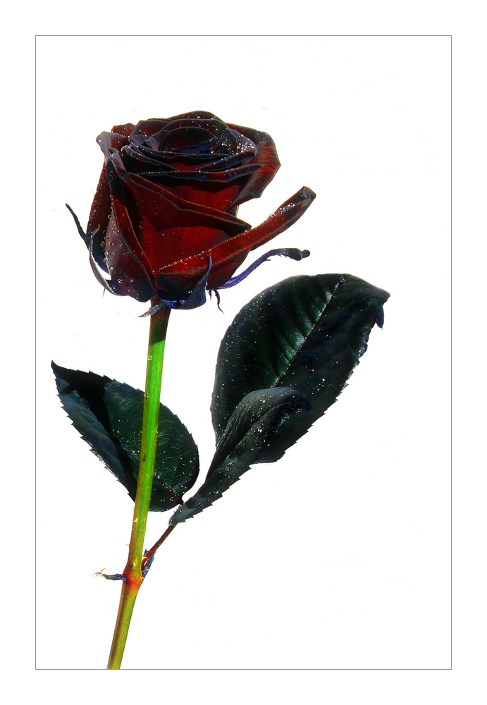 Schwarze Rose Foto & Bild pflanzen, pilze & flechten, blüten