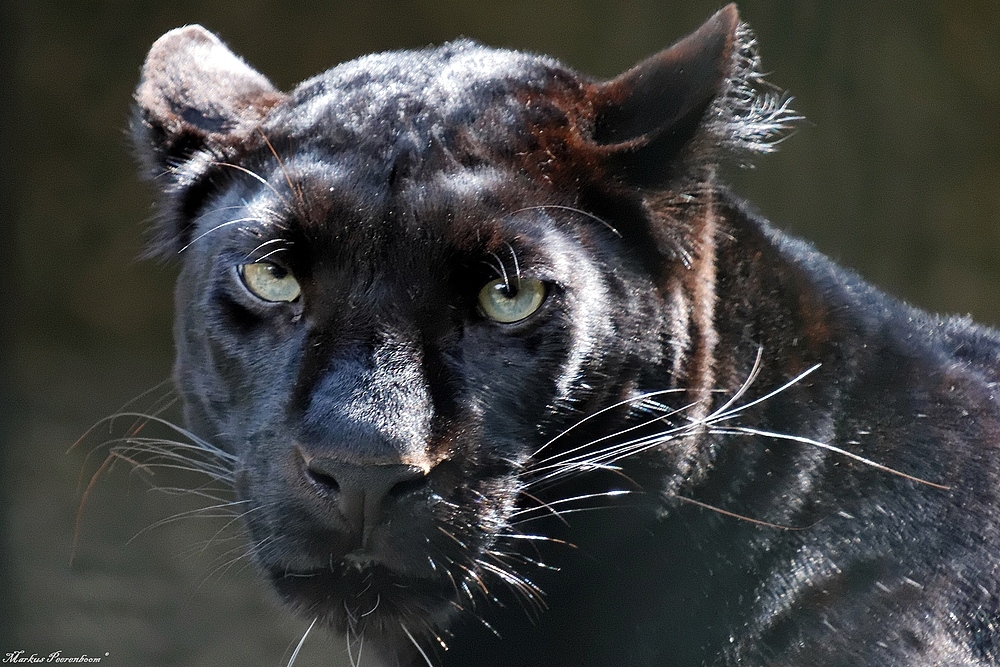 Schwarzer Panther Foto & Bild | tiere, zoo, wildpark & falknerei ...
