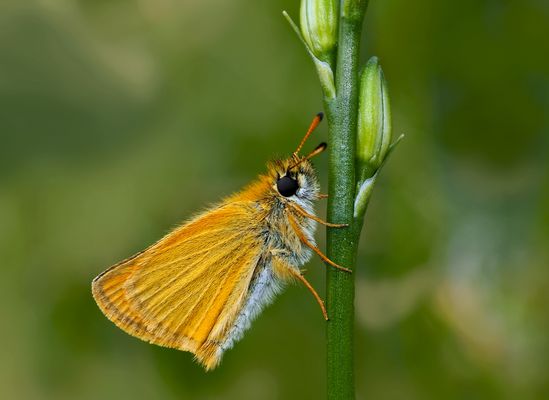 Schwarzkolbiger Braundickkopffalter (Thymelicus lineola) - L'Hespérie du Dactyle.