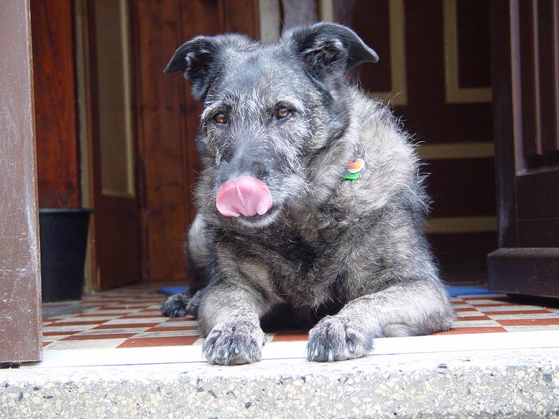 Schweinenase Foto & Bild tiere, haustiere, hunde Bilder auf