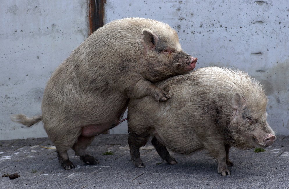 Schweinekram Schweinekram