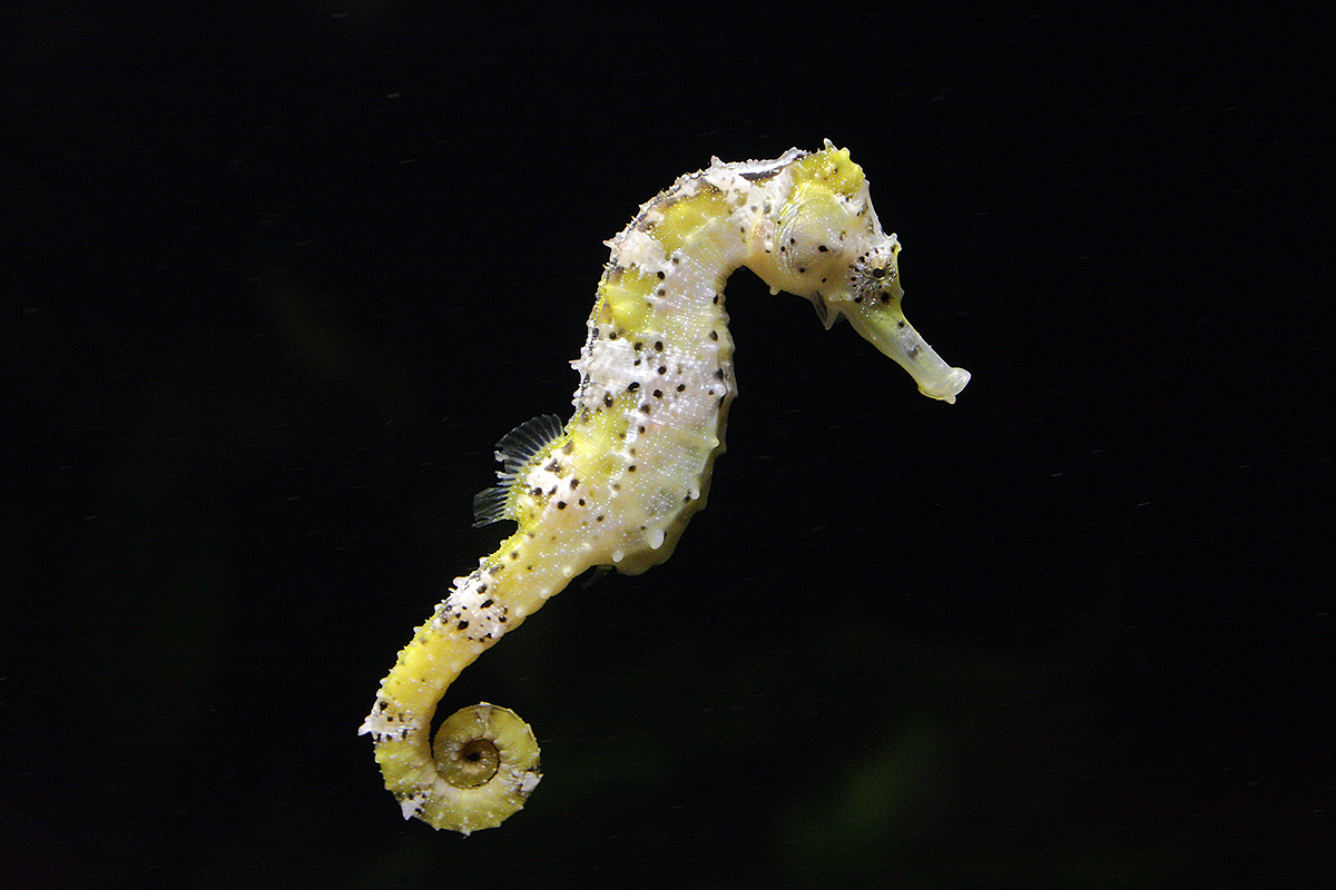 Seepferdchen Foto & Bild | tiere, zoo, wildpark & falknerei, zoo