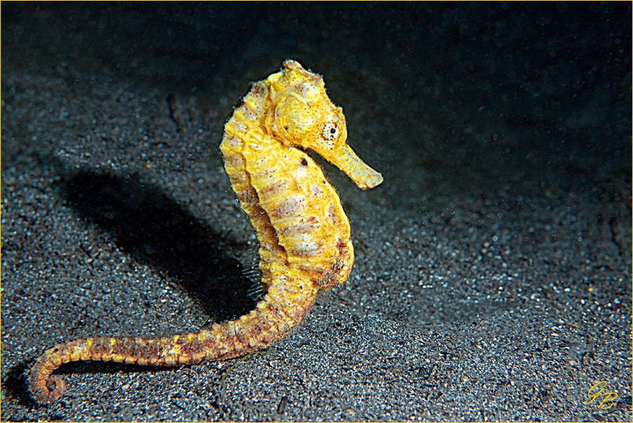 Seepferdchen Foto & Bild | unterwasser, uw-salzwasser, natur-kreativ