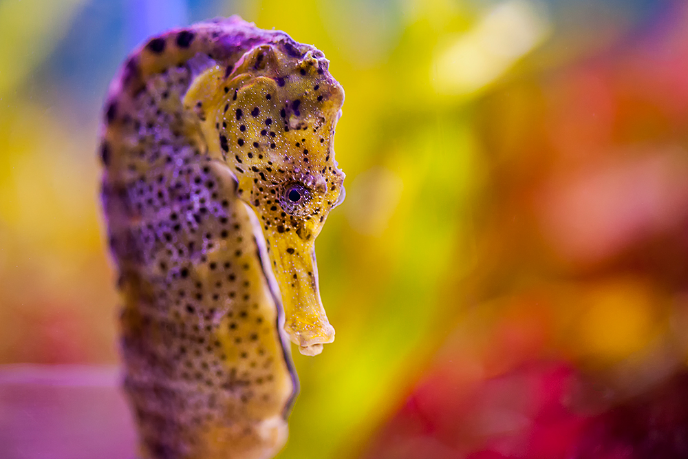 Seepferdchen Foto & Bild | tiere, zoo, wildpark & falknerei, zoo