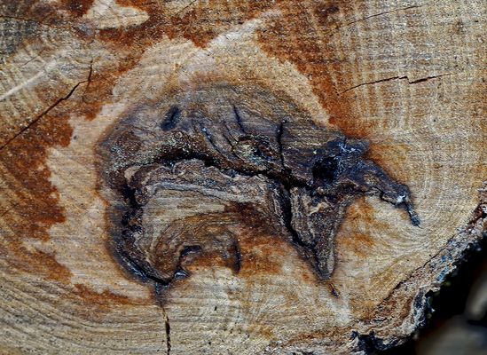 Seht ihr das Tier, das Mutter Natur gezeichnet hat? - Voyez vous l'animal que mêre Nature a dessiné?