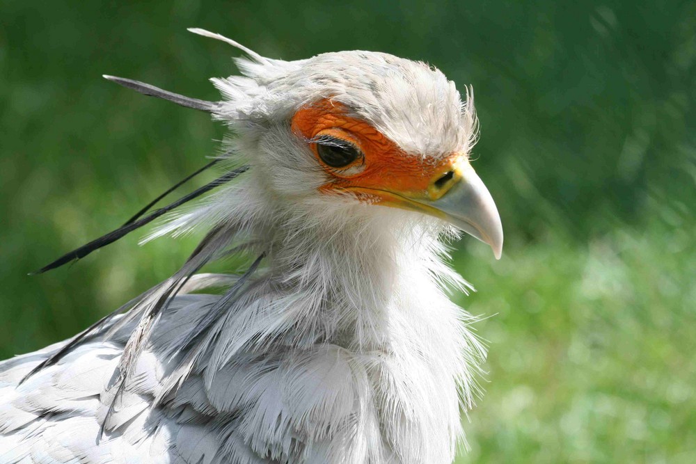 seltene Vögel Foto & Bild tiere, zoo, wildpark & falknerei, vögel Bilder auf