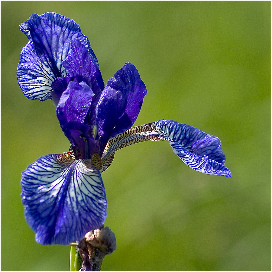 Sibirische Schwertlilie Foto & Bild pflanzen, pilze & flechten