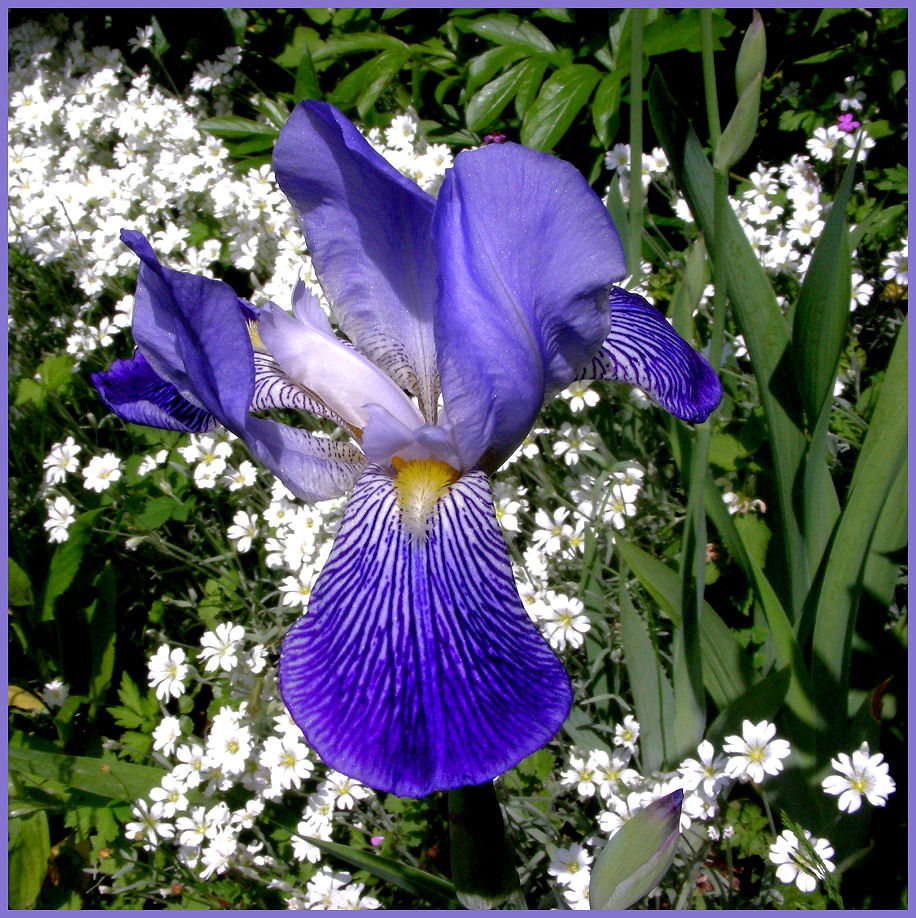 Sibirische Schwertlilie (Iris sibirica) Foto & Bild pflanzen, pilze