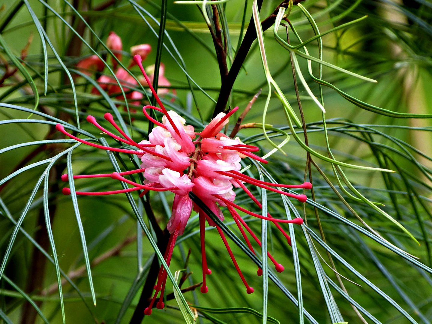Silbereichen aus Australien. Foto & Bild naturkreativ, natur Bilder