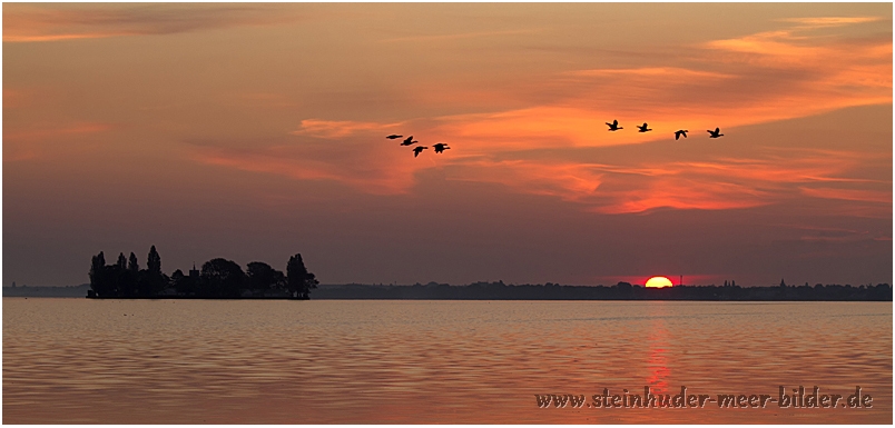 Silhouetten fliegender Graugänse im Morgenrot bei Sonnenaufgang am Steinhuder Meer mit Wilhelmstein