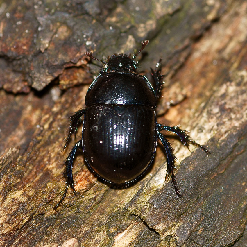 Skarabäus Käfer Skarabäus Käfer