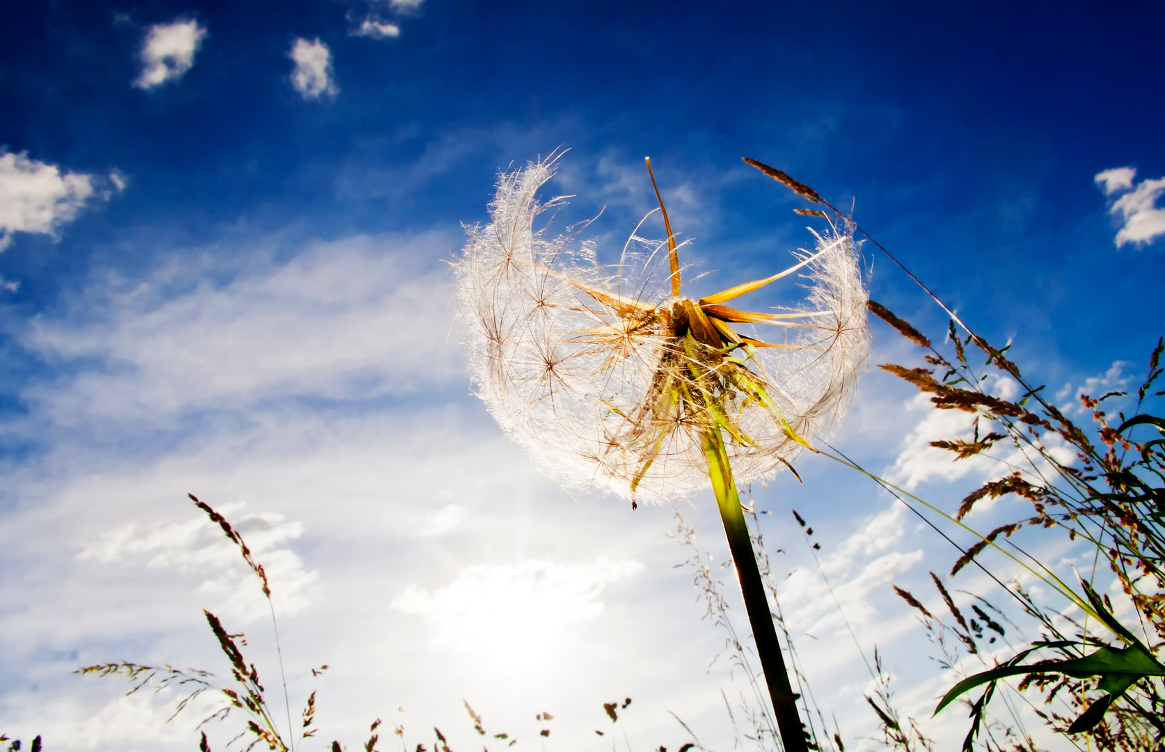 Sommer - feeling Foto &amp; Bild | pflanzen, pilze &amp; flechten, blüten ...