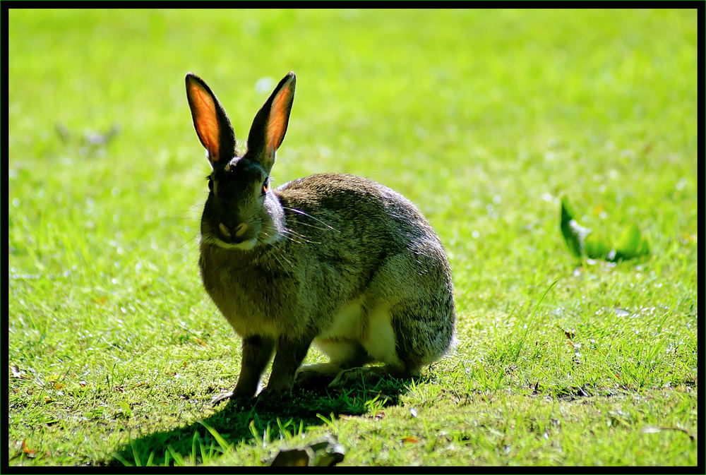 Sommer-Hase Foto & Bild | tiere, wildlife, säugetiere Bilder auf ... Sommer-Hase Foto & Bild | tiere, wildlife, säugetiere Bilder auf ...