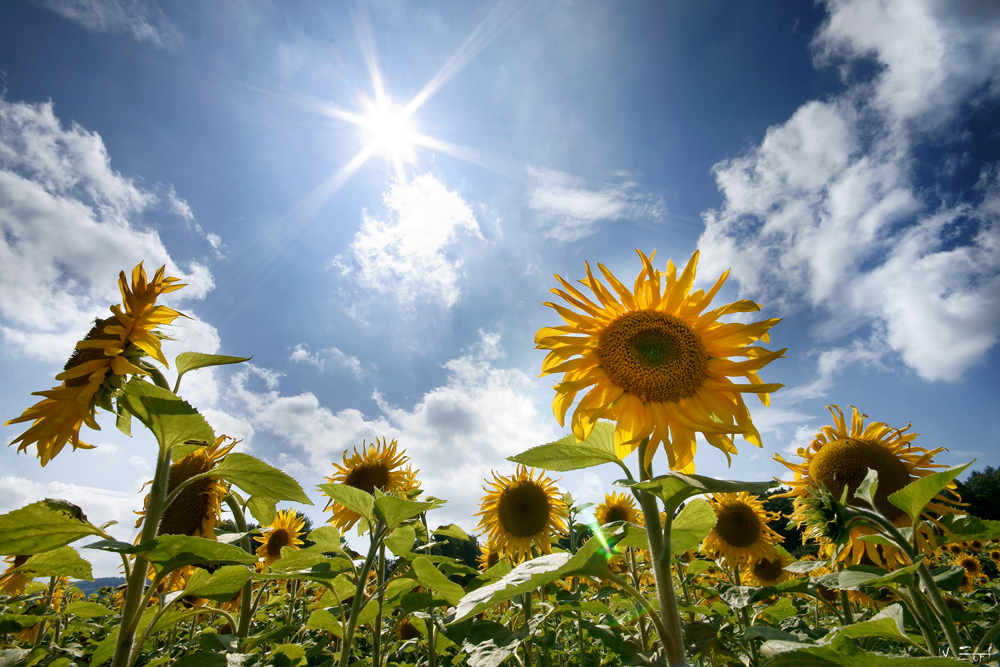 Sommer Sonne Sonnenblumen Foto & Bild pflanzen, pilze & flechten