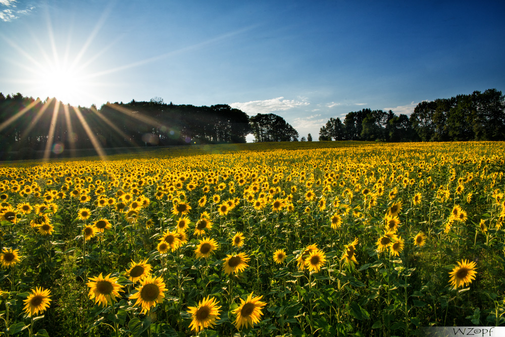 Sommer,Sonne,Sonnenblumen Foto & Bild pflanzen, pilze & flechten