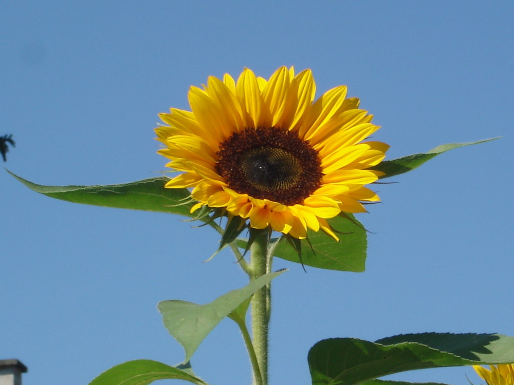 Sonnen Blume Foto & Bild pflanzen, pilze & flechten, blüten