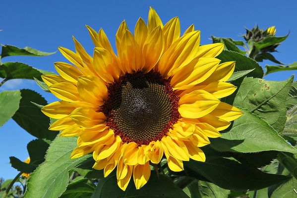 Sonnenblumen Bilder & Fotos