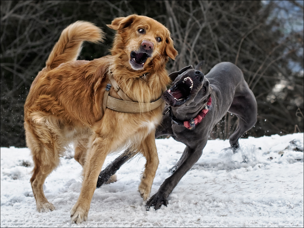 Spielende Hunde Foto & Bild tiere, haustiere, hunde Bilder auf