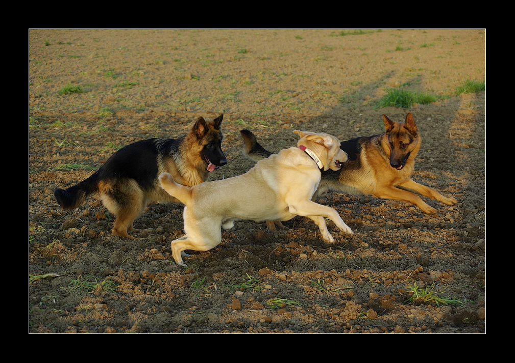 spielende Hunde Foto & Bild tiere, haustiere, hunde Bilder auf