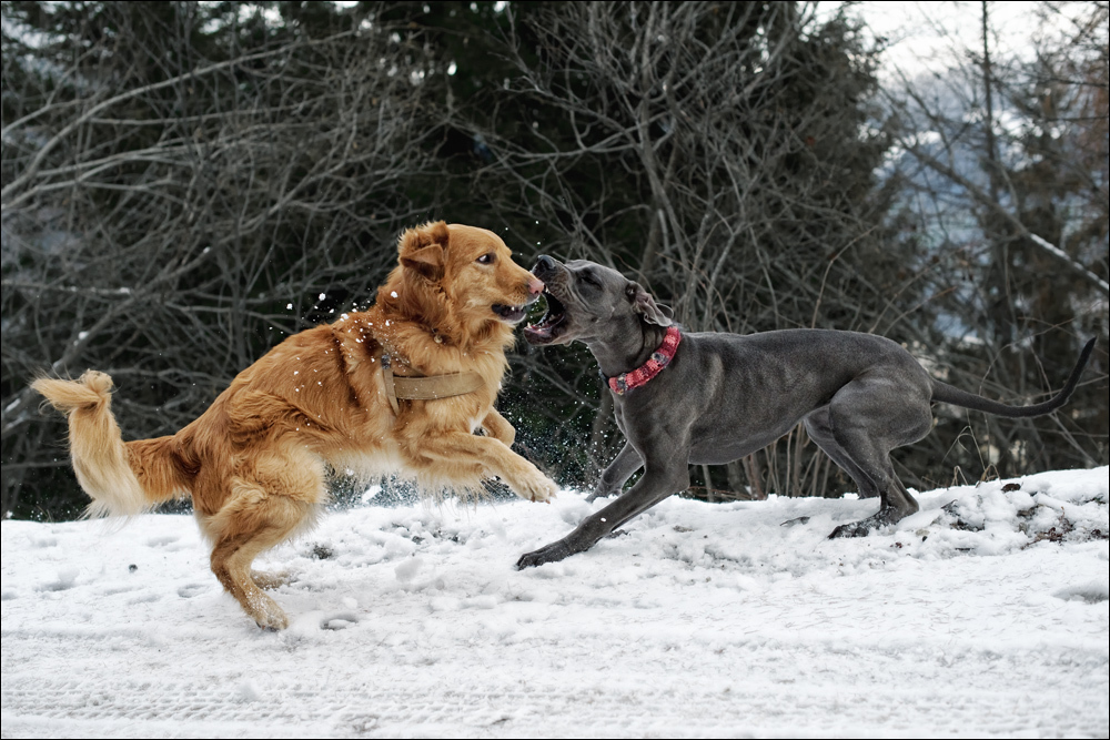 Spielende Hunde? Foto & Bild tiere, haustiere, hunde Bilder auf