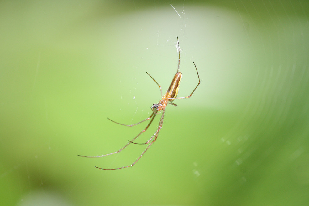Spinne am Teich Foto & Bild tiere, wildlife, spinnen Bilder auf