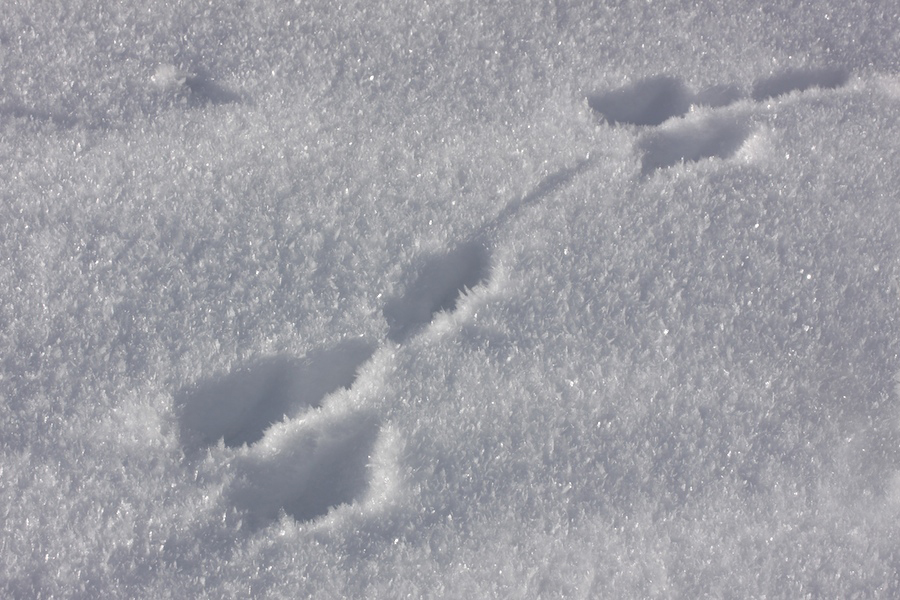 Spuren im Schnee Foto & Bild tiere, spuren von tieren, natur Bilder auf
