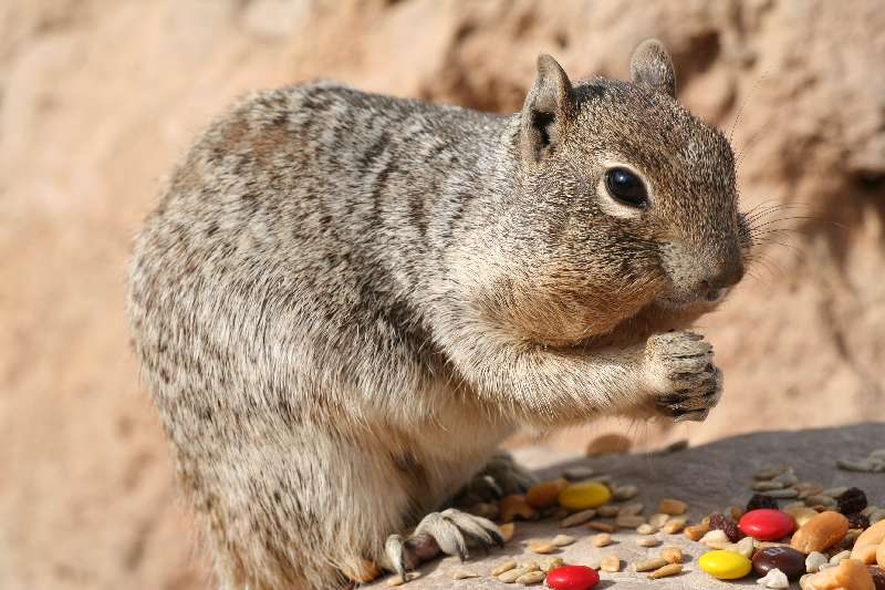 Squirrel am Grand Canyon Foto & Bild | tiere, wildlife, wildlife