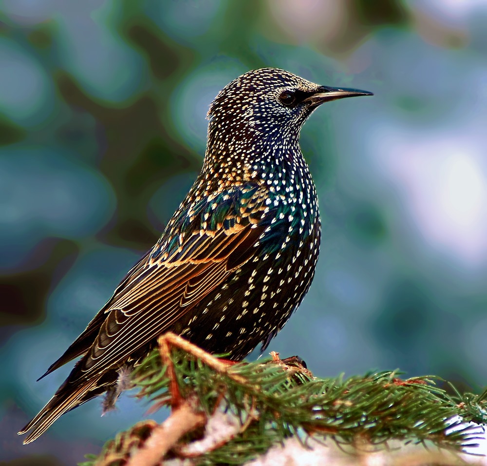 Vogel Star Bilder Vogel Star Bilder