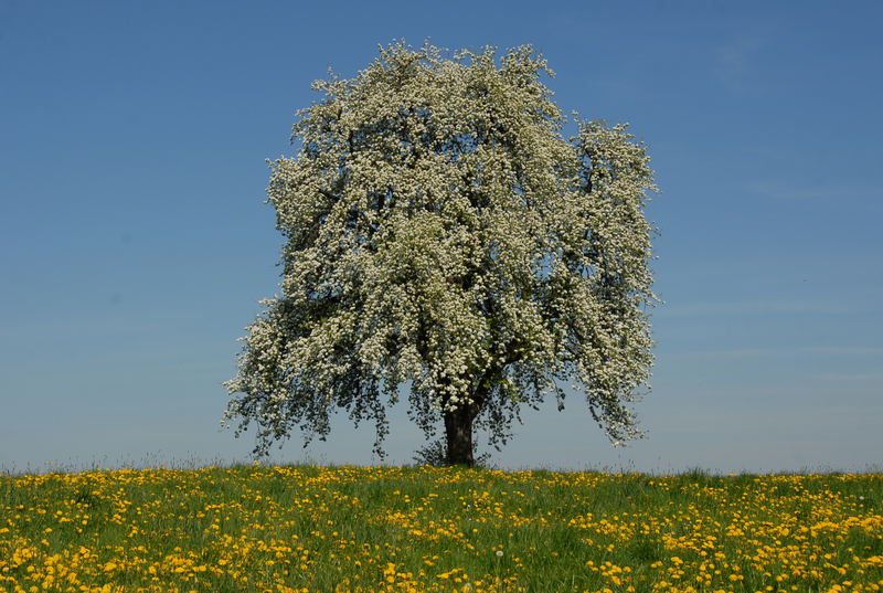 Starker Baum in Blüte Foto & Bild | landschaft, Äcker, felder & wiesen ...