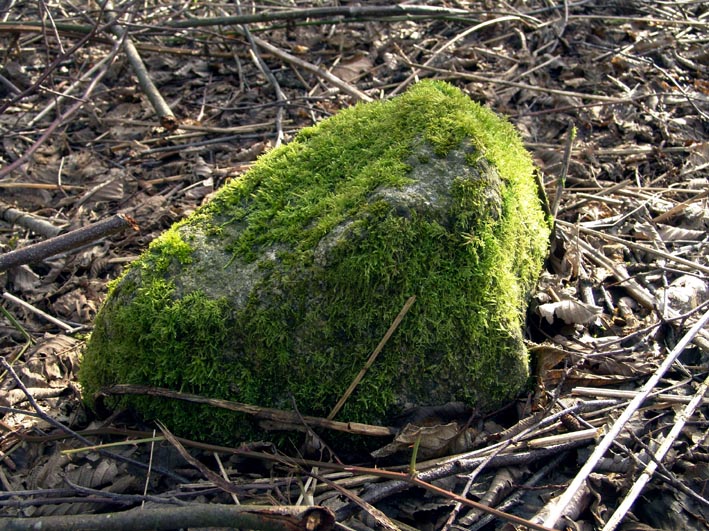 Stein mit moos bewachsen. Foto & Bild naturkreativ
