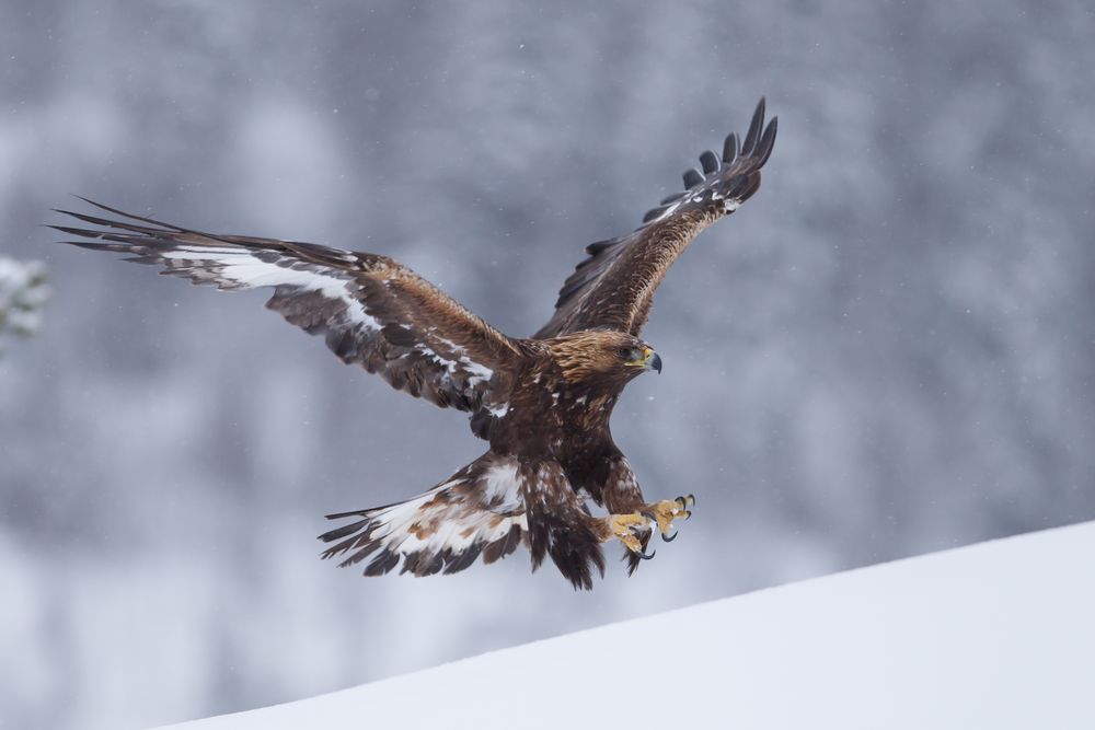 Steinadler Anflug Foto & Bild tiere, wildlife, wild lebende vögel