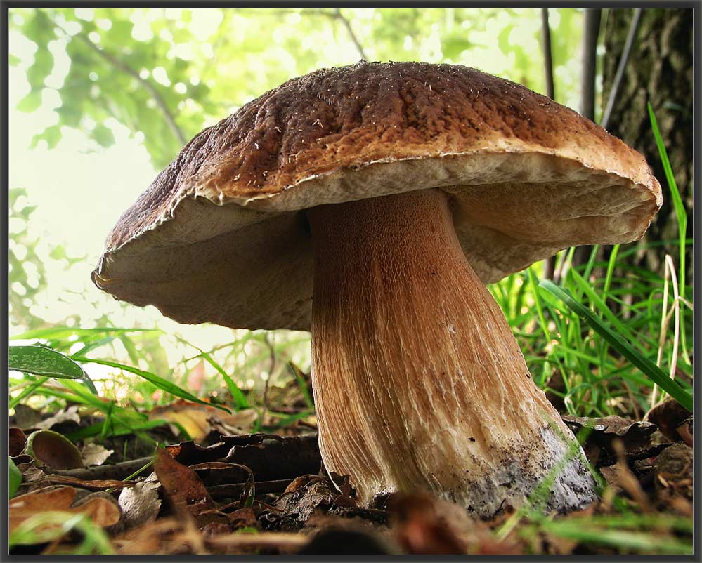 Steinpilze Verkaufen Steinpilze Verkaufen