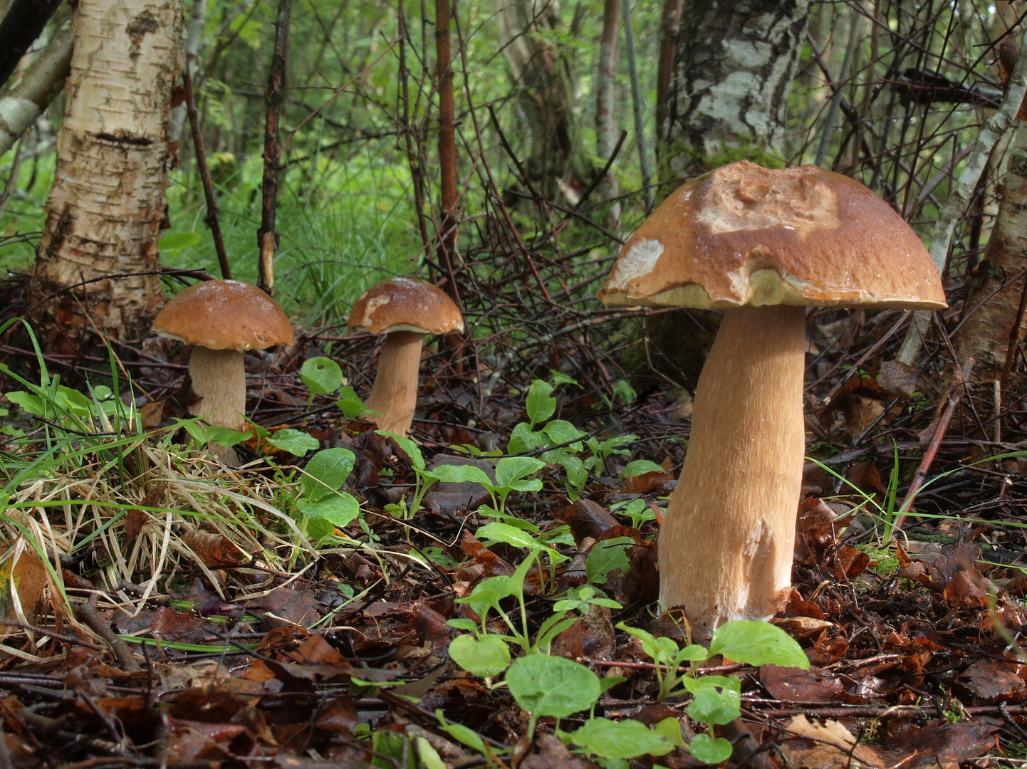 Steinpilze Foto & Bild schweden, natur, pilz Bilder auf