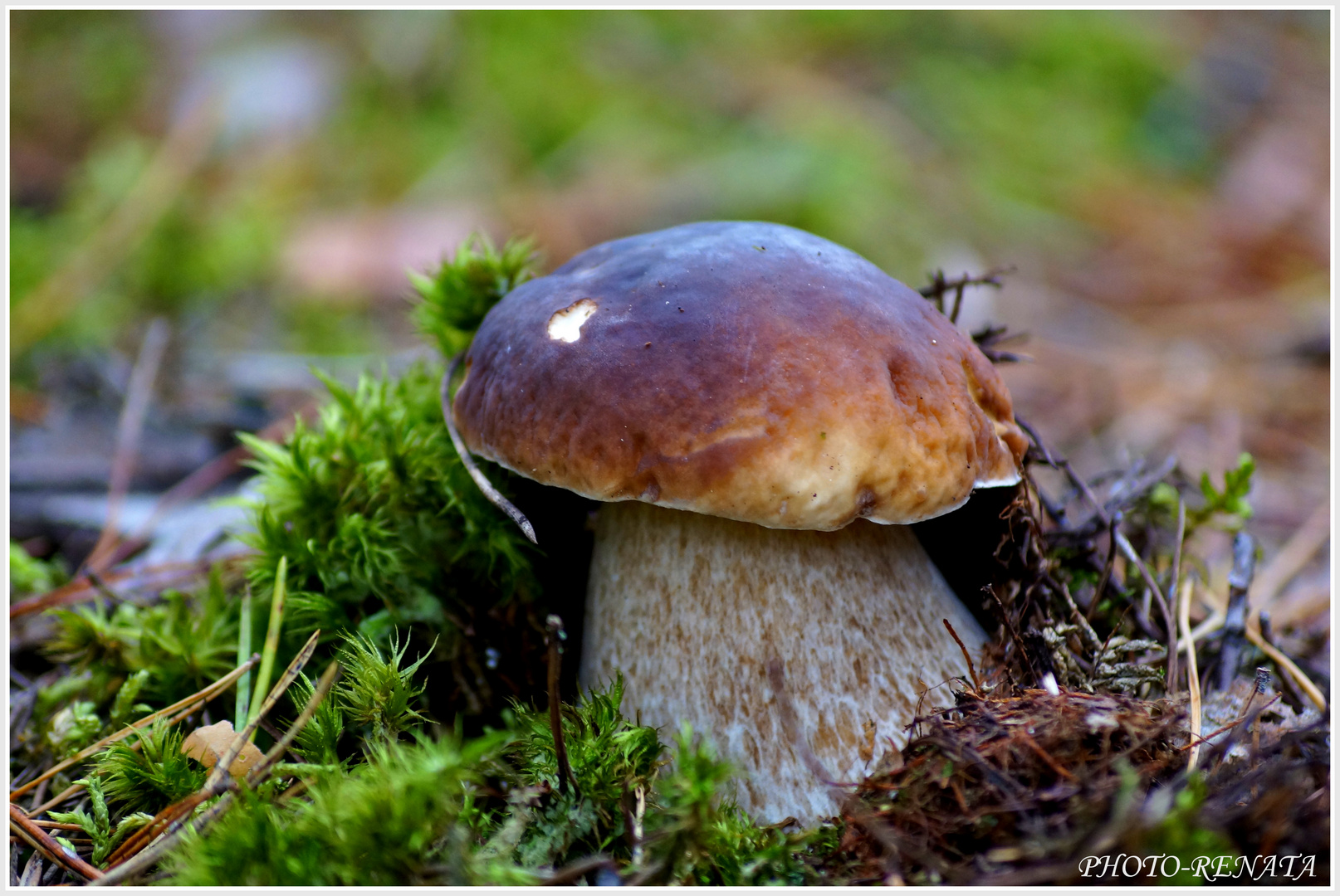 Steinpilze Verkaufen Steinpilze Verkaufen