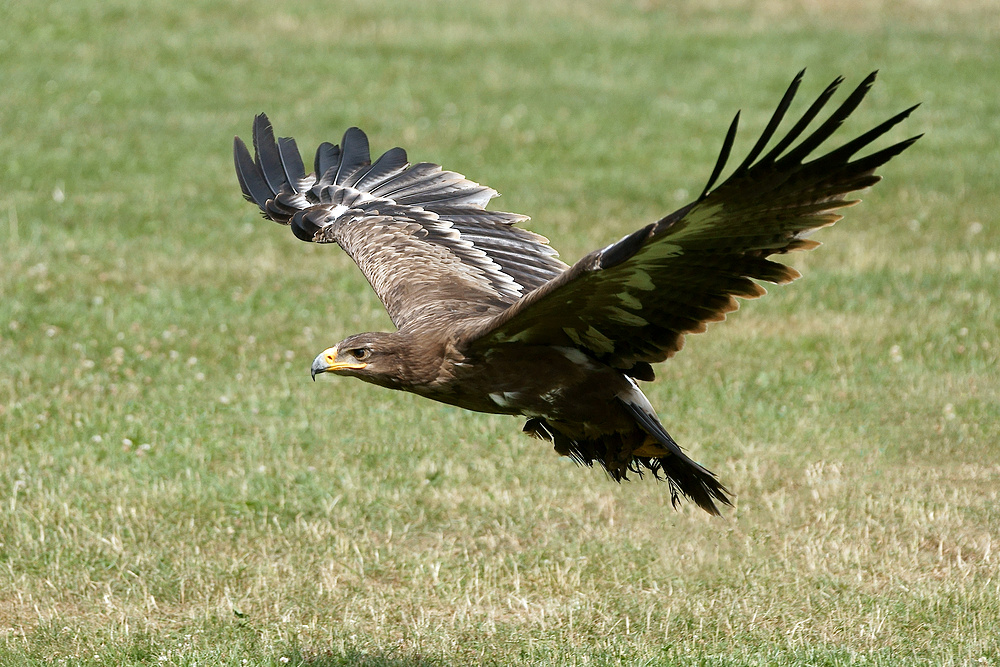 Steppenadler beim Landeanflug Foto & Bild tiere, zoo, wildpark