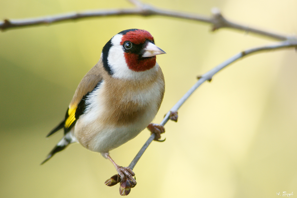 Stieglitz Foto & Bild tiere, wildlife, wild lebende vögel Bilder auf