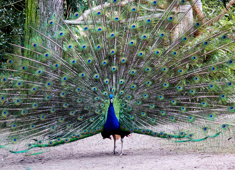 Stolzer Pfau Foto & Bild tiere, vogel, pfau Bilder auf