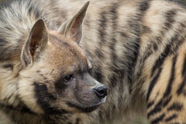 Hyaenen Fotos & Bilder auf