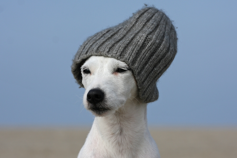 Sturm…. Foto & Bild tiere, haustiere, hunde Bilder auf