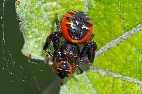 Südliche Glanz-Krabbenspinne (Synema globosum) - Araignée Napoléon (Thomise Napoléon).