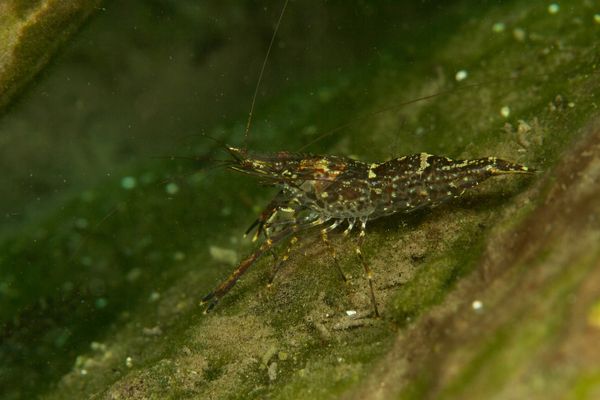 Süßwassergarnelen und Maulbrüter kann man sehen und mit viel Glück auch Aale und Schildkröten.
